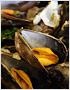 Moules à la Marinière Recipe