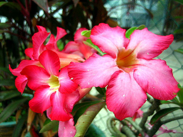 Chinese New Year