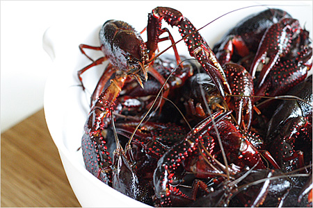 Crawfish/Crayfish/Crawdad