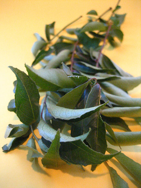 Cumin Leaf