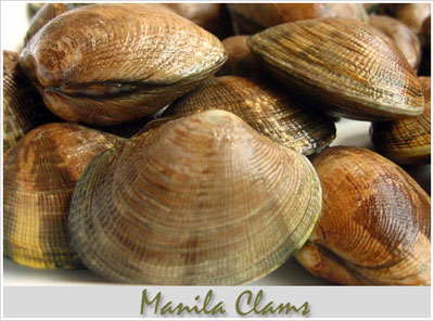 Manila Clams
