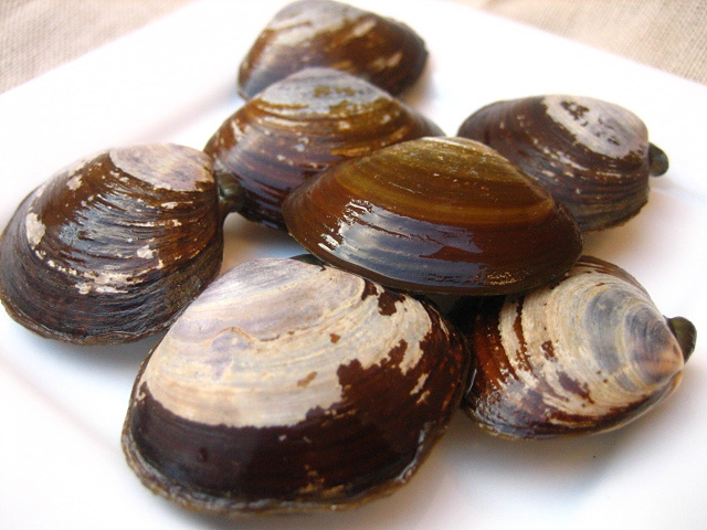 Fresh clams recipes